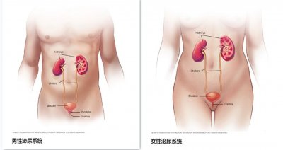 ​小便疼痛出血 尿中带血原因有哪些？一文全搞定 | 临床实战