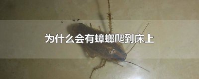 ​为什么会有蟑螂爬到床上去呢视频 为什么会有蟑螂爬到床上去呢怎么办