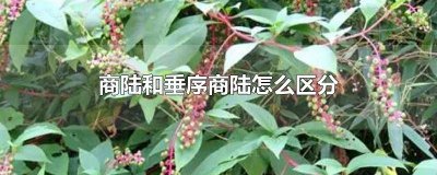 ​商陆与垂序商陆区别 垂序商陆商陆