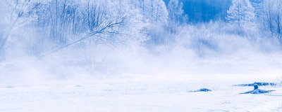 ​雪枫的寓意 雪枫简介