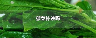 ​多吃菠菜真的能补铁吗? 多吃菠菜真的能有效补铁吗