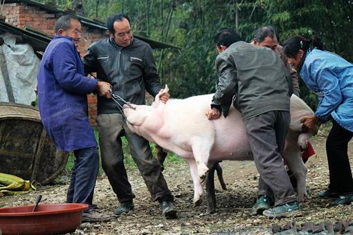 中国人过年为什么一定要杀猪呢?