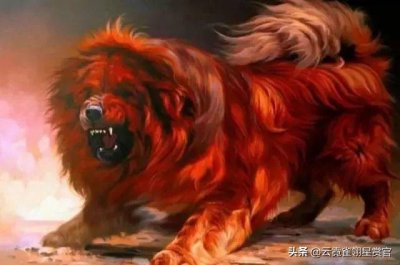 ​猛犬！ 惊现3吨 「巨型藏獒」，最终500万天价被买走