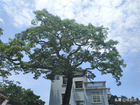 《破冰行动》取景地--南朗茶东村