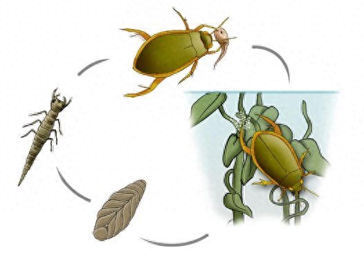 龙虱，国内常见的水生甲虫
