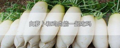 ​白萝卜能跟鸡肉一起吃吗 白萝卜可以和鸡肉一起吃吗?