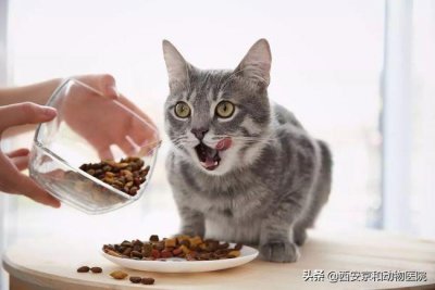 ​猫粮应该怎么喂？