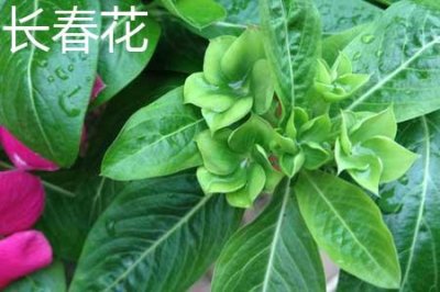 ​长春花和凤仙花的区别