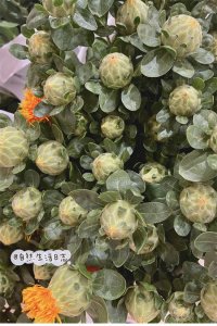 ​橙菠萝？菠萝菊？这种圆圆的脑袋上长小花的植物，是什么？